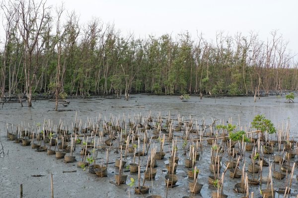 Quels sont les conseils pour un camping en zone de mangroves sans perturber la faune?