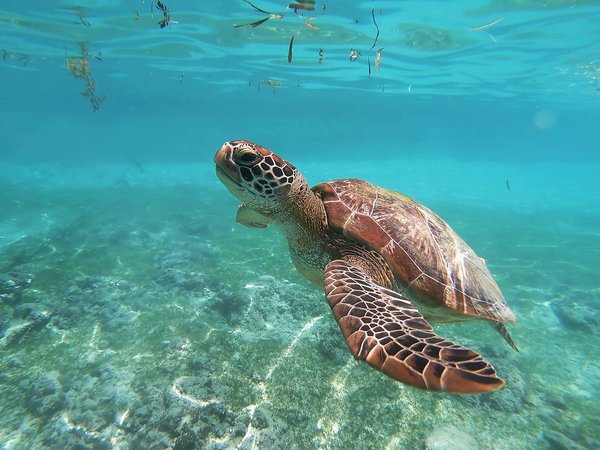 Comment organiser un camping pour observer les tortues géantes aux Galapagos?